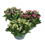 Kalanchoë Schaal