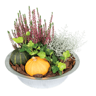 Zinkenschaal Herfst