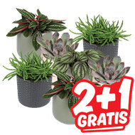 Mini Plantjes