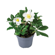 Helleborus