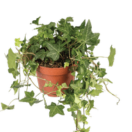 Hedera