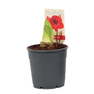 Amaryllis Op Pot