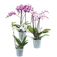 Orchidee Multiflora