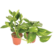 Epipremnum of Clusia