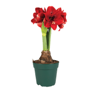 Amaryllis Op Pot Xxl