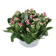 Kalanchoë In Schaal