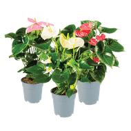 Anthurium