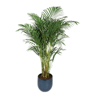 Areca Palm