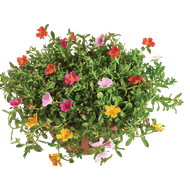 Portulaca