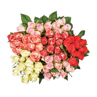 Rozen
