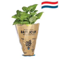 Hollandse Basilicum