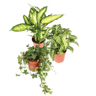 Groene Plantjes 