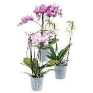 Orchidee Multiflora