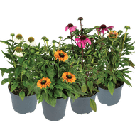 Echinicea