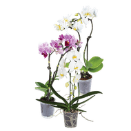 Orchideeën 