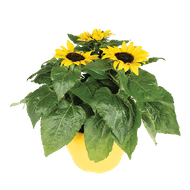 Zonnebloem