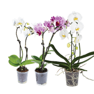 Orchidee 2-tak