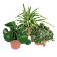 Trendy Plant