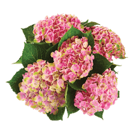Hortensia