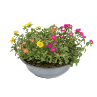Portulaca In Zinken Schaal