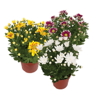 Chrysant 