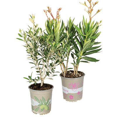 Olijf- of Oleanderplant
