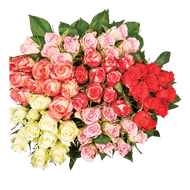Rozen