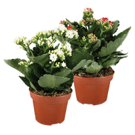 Kalanchoë