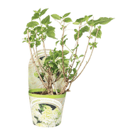 Pluimhortsensia
