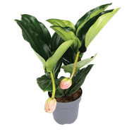 Medinella