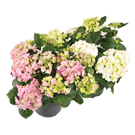 Tuinhortensia