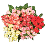 Rozen 