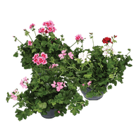 Geranium Pelargonium