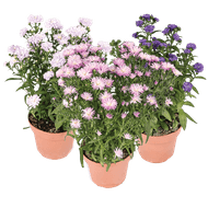 Tuin Aster