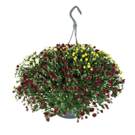 Chrysant Skyfall 