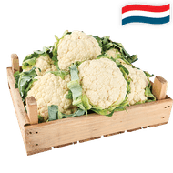 Hollandse Bloemkool