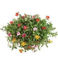 Portulaca