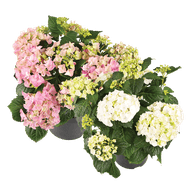 Tuinhortensia