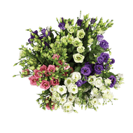 Lisianthus