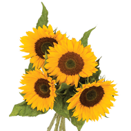 Zonnebloemen