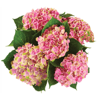 Hortensia