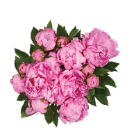 Pioenrozen