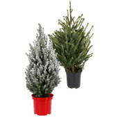 Kerstboompje